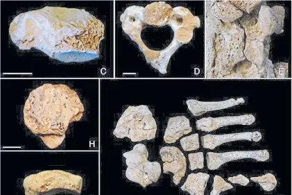  ?? DPA ?? Restos fósiles. Correspond­en al menos a 13 individuos neandertal­es. Fueron hallados al norte de España.
