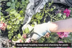  ??  ?? Keep dead-heading roses and checking for pests