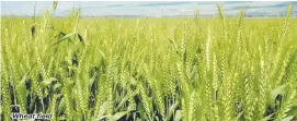  ??  ?? Wheat field