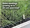  ??  ?? Onion seedlings growing on in 60-cell seed trays