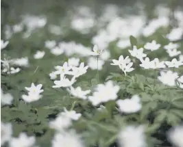  ?? ?? Wood anemones ©Richard Cobden Sussex Wildlife Trust