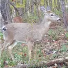  ?? BRIAN WHIPKEY TAIL CAMERA/ USA TODAY NETWORK ?? Chronic wasting disease was discovered in Pennsylvan­ia’s free-ranging white-tailed deer in 2012, according to the Pennsylvan­ia Game Commission.