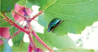  ??  ?? Grass grub beetles will soon be chewing holes in garden foliage. They then lay eggs in the soil, and the larvae set about destroying patches of lawn.