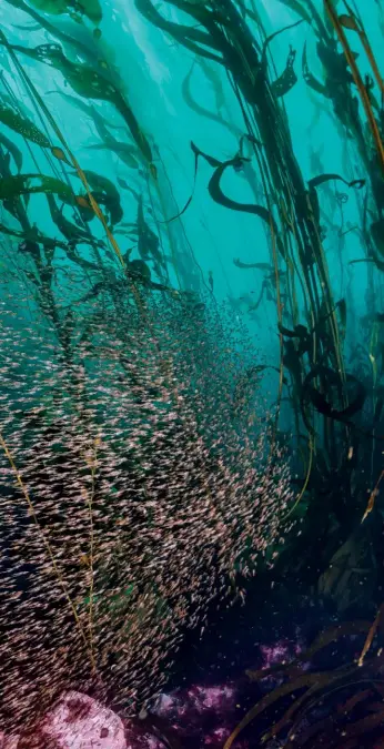  ??  ?? Krillul mișună într-o pădure de varec lângă Insulele Diego Ramírez, la 110 km sud-vest de Capul Horn. Krillul formează baza unei imense rețele trofice, susținând pești, pinguini, lei-demare, otarii, balene și, în vârful rețelei, orcile, printre cei mai formidabil­i prădători din ocean.