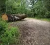  ??  ?? Le bois coupé reste dans la forêt. Ce tronc va être mis à l’écart du chemin.