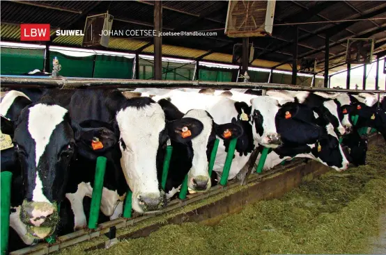  ??  ?? jcoetsee@landbou.com Altesame 950 van sowat 2 200 Holsteins op mnr. JK Basson se plaas is op enige gegewe tydstip in melk. In al vier koeihuise is watersproe­istelsels op die balk bo die diere aangebring, wat ’n fyn watermis uitspuit op warm dae. Die...
