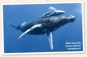  ??  ?? What does the future hold for humpbacks?