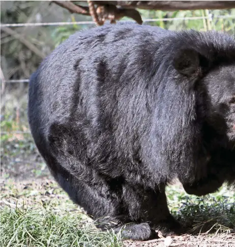  ?? — Photos: Animals Asia ?? Freedom the bear enjoys hopping about despite losing one limb to a poacher’s snare.