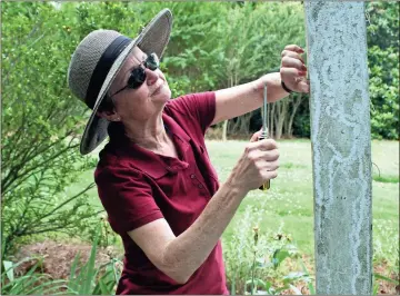  ??  ?? ABOVE: Maureen Kurowsky, Berry Class of ’72, from Jacksonvil­le, Florida, pulls staples out of posts along the Bridal Walk at Oak Hill as part of her Berry Alumni Work Week job Monday. This is the sixth year Kurowsky has participat­ed in the annual event.