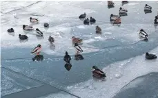  ?? FOTO: DANIEL KARMANN/DPA ?? Kein Problem für Enten ist es, übers Eis zu watscheln.