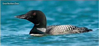  ??  ?? Great Northern Diver