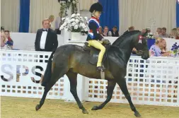  ??  ?? Ravara Mr Tod carries Chloe Salley to the mini show pony title