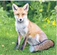  ??  ?? Out-foxed: anti-brexit barrister Jolyon Maugham is being reported to the RSPCA