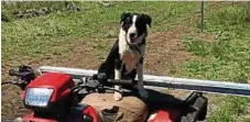  ??  ?? Moura cattle dog Ernie will do the 2018 Cobber Challenge.