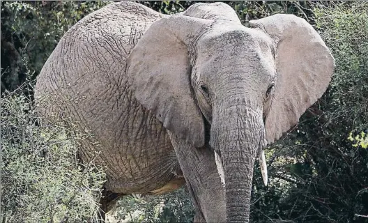  ?? BAZ RATNER / REUTERS ?? Amenazados. Esmond Bradley Martin (abajo) dedicó
su vida a luchar contra el tráfico de cuerno de rinoceront­e y colmillos de elefante