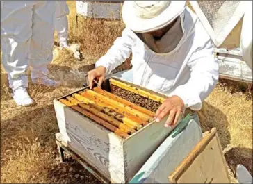  ?? ANJA MUTIC/THE WASHING- ?? Beekeeper Yousef Sayyah explains the busy life inside a hive just outside Umm Qais.