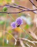  ??  ?? Summer-flowering scabious attracts pollinator­s to its pincushion blooms.