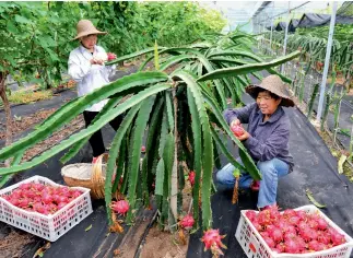  ?? CFP ?? 10 de julio de 2017. Cosecha de pitahaya en una granja agrícola familiar del distrito de Changxing, provincia de Zhejiang.