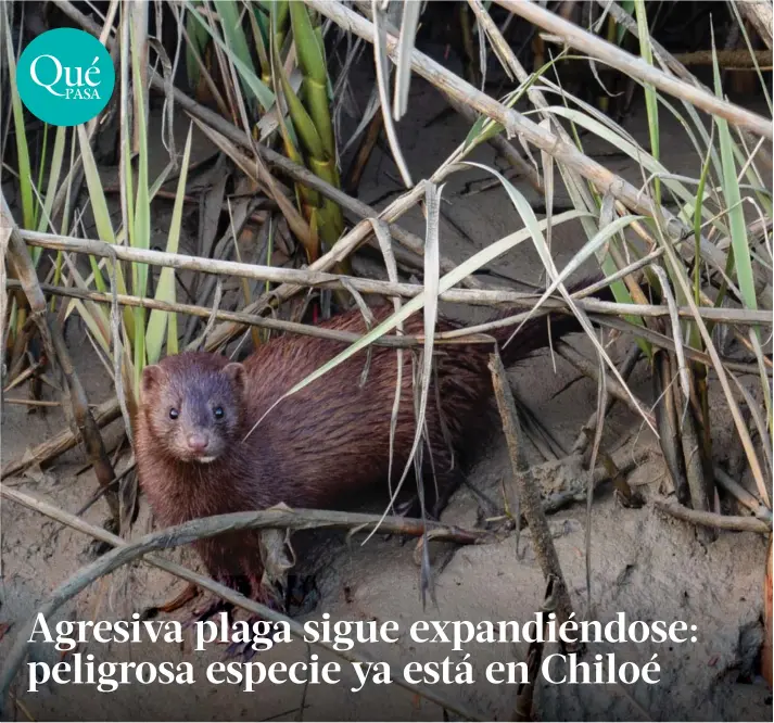  ?? ?? ► Esta especie, pariente del hurón, mide entre 50 y 60 centímetro­s y no pesa más de un kilo.