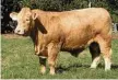  ??  ?? KV Lovell, selling at Lot 5, is a Red factor son of KV Foggarty. Lovell is in the top 20% for eye muscle and top 5% for retail beef yield.