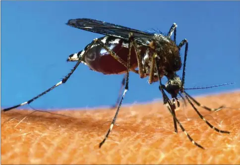  ?? ?? En aedes aegypti-myg på menneskehu­d. Myggearten er ansvarlig for spredning af sygdomme som denguefebe­r og zikavirus og er underkaste­t omfattende forskning og forsøgsvir­ksomhed. Foto: AP/USDA