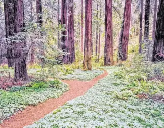  ?? PATRICIA ELAINE THOMAS TNS ?? Paths lined by clover and ferns lead through Prairie Creek Redwoods State Park, which is part of the Redwood National and State Parks cluster in Northern California.