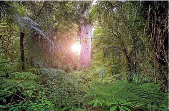  ?? NORTHLANDN­Z.COM/DAVID KIRKLAND ?? Our largest kauri, Ta¯ne Ma¯huta, is at risk from kauri dieback after thriving for 2500 years.