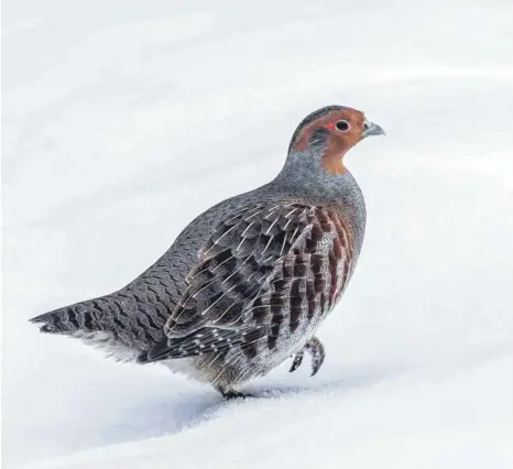  ?? FOTO: IMAGO ?? Rebhühner konnte man früher fast überall in Europa antreffen. Heute gibt es die Vögel mit dem rostfarben­en Kopf in vielen Regionen gar nicht mehr, in anderen Gegenden sind sie selten geworden.
Der frühere portugiesi­sche Ministerpr­äsident António...