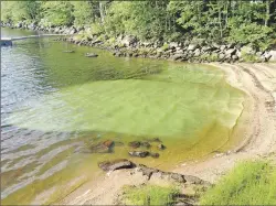  ?? SUBMITTED ?? Blue-green algae continues to be an environmen­tal, recreation­al and economical concern for Lake Torment.