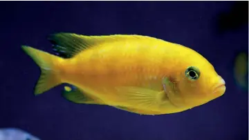  ?? ?? BELOW: African cichlids like things hard and alkaline.