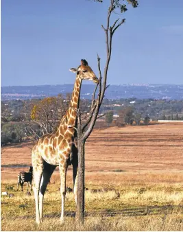  ?? MUSTAFA OZER/AGENCE FRANCE-PRESS VIA GETTY IMAGES ARCHIVES ?? The giraffe population has declined by nearly 40 percent in the last three decades.