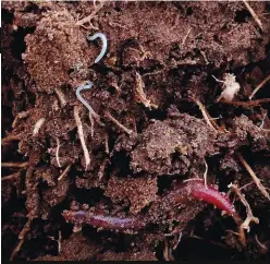  ?? FOTO: BERTIE COETZEE ?? Só lyk grond wat propvol mikro en makroorgan­ismes is. Sekere landboupra­ktyke kan die gunstige omgewing vir grondmikro­bes vernietig, en daarmee saam die simbioties­e verhouding tussen dié organismes en gewasworte­ls.