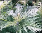  ??  ?? RAGWEED pollen, a highly allergenic weed native to North America, has been detected in South African pollen spore traps for the first time.