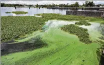  ?? GREG LOVETT / THE PALM BEACH POST ?? Algae float in the Caloosahat­chee River beside W.P. Franklin Lock and Dam in Alva on Wednesday.