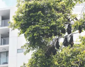  ?? Picture: BRENDAN RADKE ?? DEBATE RAGES ON: Spectacled flying foxes, known as fruit bats, roost in large fig trees near the Cairns City Library in the CBD.