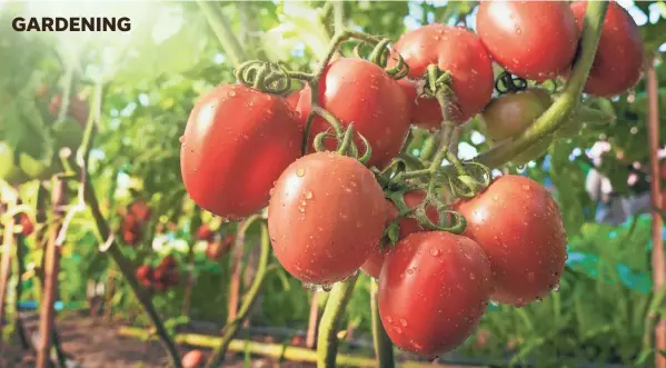  ?? GETTY IMAGES ?? Smaller sized tomatoes tend to mature and ripen sooner than larger varieties.