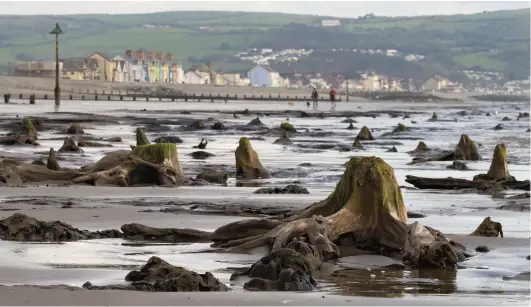  ?? CREDIT: RHAYMAX / GETTY IMAGES ?? Uncovered by Storm Hannah in May 2019, these petrified trees near Borth, Wales, were buried under water and sediment more than 4500 years ago. They are believed by some to represent the legendary sunken kingdom of Cantre’r Gwaelod, also known as the Sunken Hundred, said to occupy once fertile land in Cardigan Bay between Ramsey and Bardsey islands.