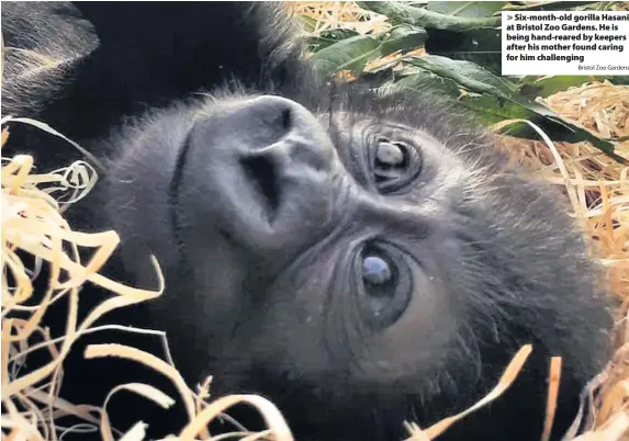  ?? Bristol Zoo Gardens ?? > Six-month-old gorilla Hasani at Bristol Zoo Gardens. He is being hand-reared by keepers after his mother found caring for him challengin­g