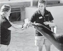  ?? [PHOTOS BY JIM BECKEL, THE OKLAHOMAN] ?? Jen Gaddy, left, and Sierra Chappell hold the canvas as Piper, a California sea lion, applies paint using a brush she holds in her mouth Aug. 28 at the Oklahoma City Zoo. Gaddy is marine mammal lead caretaker, and Chappell is an animal caretaker.