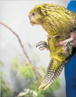  ?? PHOTO / NZME ?? Seven endangered ka¯ka¯po¯ have died on Whenua Hou (Codfish Island) and it is feared many more of the 13 ill birds being treated will die.