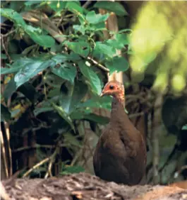  ?? ?? THE NICOBARI MEGAPODE. Low-lying coastal forests, the preferred habitat for this endemic and rare bird, will be taken over for the Great Nicobar project, seriously threatenin­g its future.