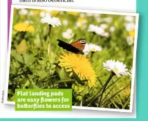  ?? k oc st er   u Sh ?? Flat landing pads are easy flowers for bu erflies to access