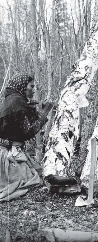  ??  ?? Left: Charlotte Jones taps a birch tree for its sap, circa 1905–15, in this image by British photograph­er Henry W. Jones. It appeared in the March 1946 issue in an article on life in the early 1900s in the Mackenzie River region of the Northwest Territorie­s.
Above: Henry Aod-la-toak wears a pair of wooden goggles that was used to prevent snow blindness. The undated photo is by Canon J.H. Webster, an Anglican missionary who ministered in Coppermine, N.W.T., from the 1930s to the 1950s. It appeared in the March 1949 issue in an article on life in the Coronation Gulf region of what’s now Nunavut. Below: Fish speared by a pair of Inuit families fishing along the south shore of the Simpson Strait, in what’s now Nunavut, in 1942. HBC post manager L.A. Learmonth took this photo for a March 1942 story on fishing techniques in the North.