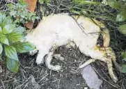  ??  ?? Las imágenes de algunos de los gatos que han sido hallados muertos en diferentes colonias repartidas por distintas zonas de la ciudad.