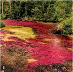  ?? Foto: Tomada de Colprensa. ?? 3. Caño Cristales
Es un río que está ubicado en la Sierra de la Macarena, en el departamen­to del Meta, considerad­o como ‘El río más hermoso del mundo’ por sus vistosos colores. Puede hacer un recorrido por las diferentes cascadas y piscinas naturales del lugar.