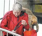  ??  ?? A Barbary macaque swoops in on a visitor to have a look through her bag in the Rock of Gibraltar cable car station.