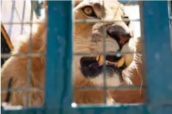  ??  ?? A lion rescued from a zoo in the war-torn Syrian city of Aleppo bares its teeth from inside a cage before being released into the Al-Ma’awa wildlife reserve near the town of Souf in northern Jordan. —AP photos