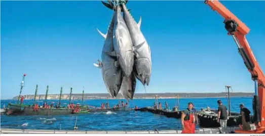  ?? ROMÁN RÍOS ?? Varias piezas de atún después de una ‘levantá’ en Barbate.