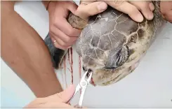  ??  ?? A VIDEO last year of a straw being removed from a turtle’s nostril went viral and caused a massive drinking straw debate.