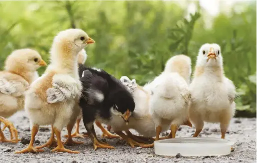  ??  ?? Raising chicks can be fun and rewarding if you prep your brooder ahead of time.